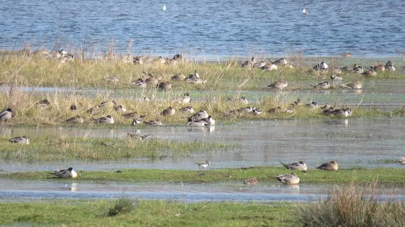 Vélo promenade-Marais du Couesnon-MaraisSougeal (c)AurelienBellanger