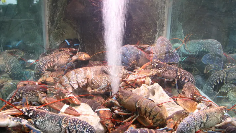 Viviers de Locarec - Penmarc'h - Pays Bigouden - Bigoudenjoy