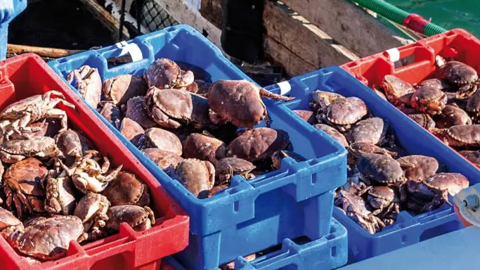 Viviers de Locarec - Penmarc'h - Pays Bigouden - Bigoudenjoy