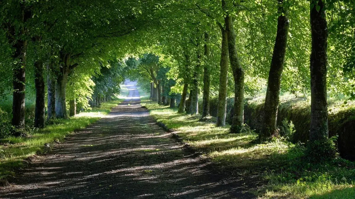 allée de tilleul arrivée Kerhir