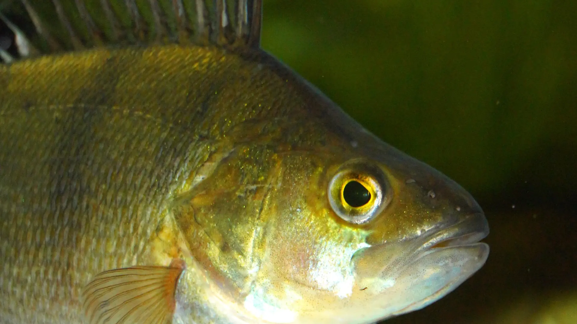 Aquarium des Curieux de nature