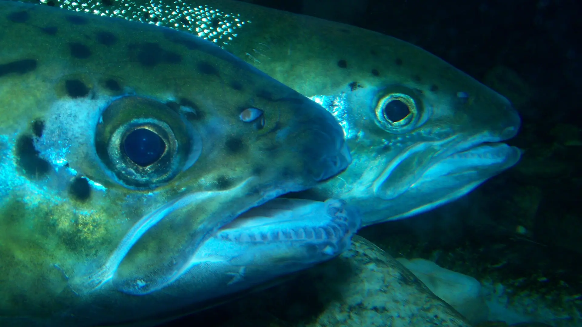 Aquarium des Curieux de nature