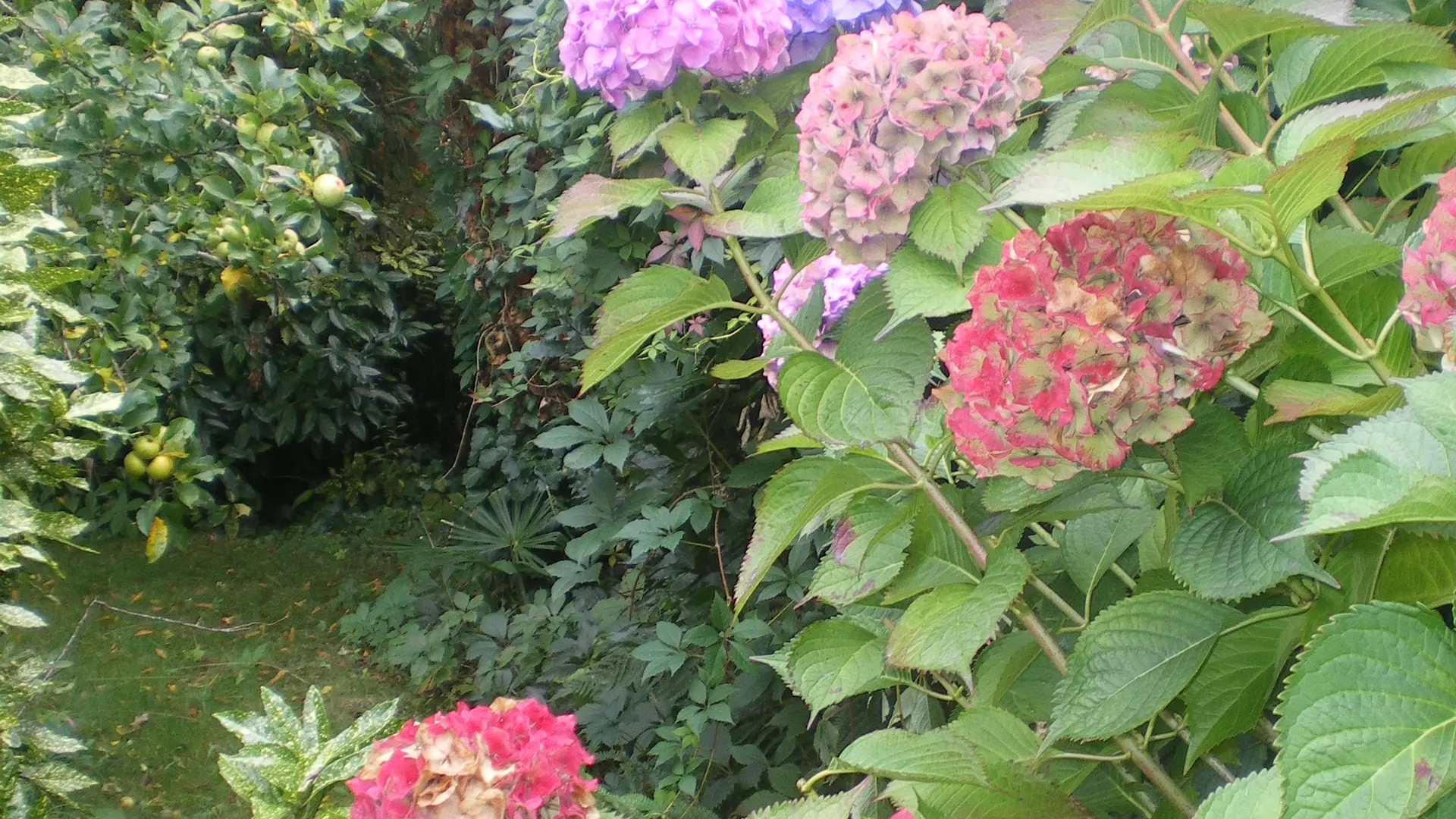 Jardin fleuri et partagé