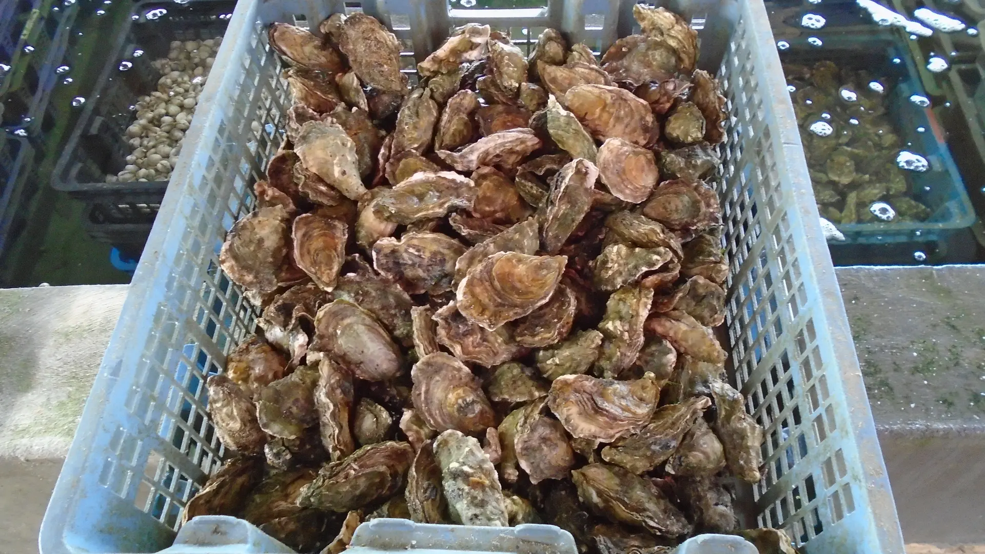 Huitres des Viviers de Penfoulic