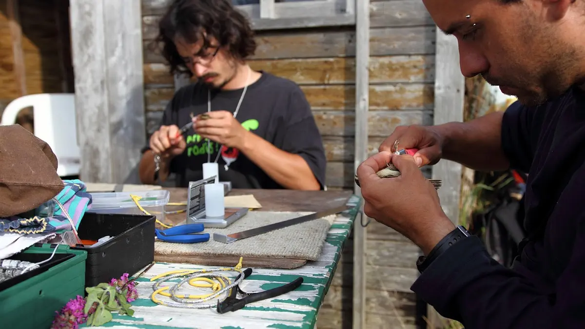 Station de baguage - Treogat - Pays bigouden