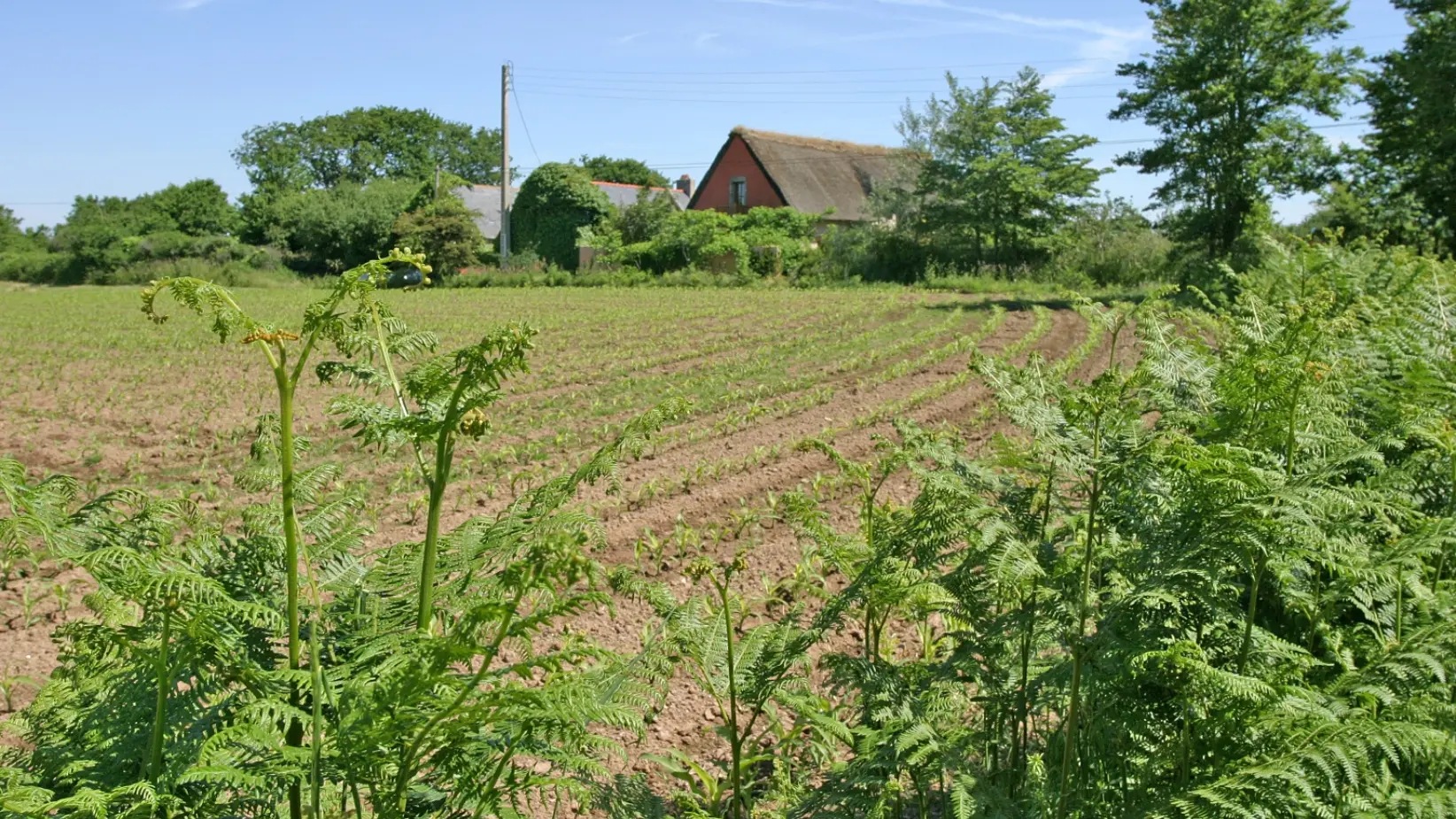 VAN DORSSEN Conrad - Mimosa - Plomeur - Pays bigouden