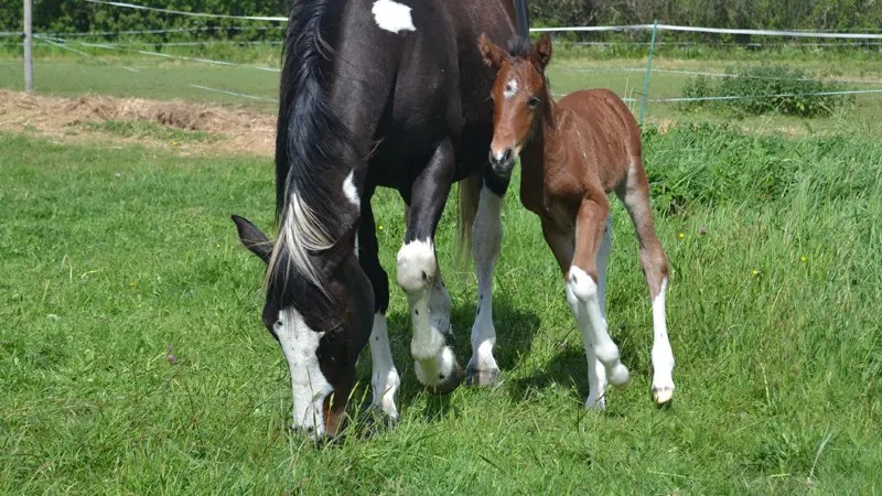 Chambres d'hotes POUPON Magali - Plomeur - Pays bigouden 8