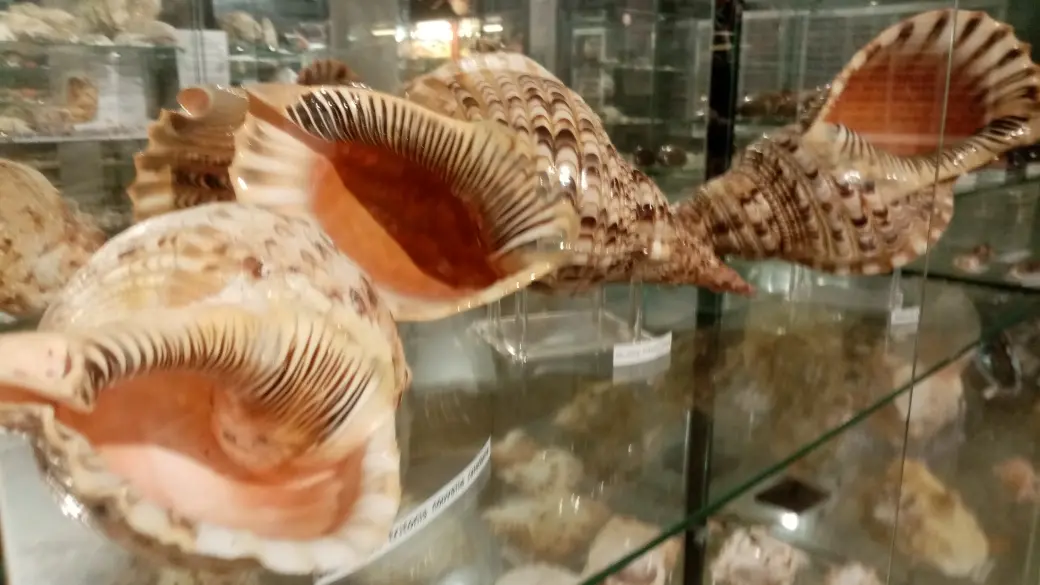 Musée de l'Amiral - Pouldreuzic - Pays Bigouden