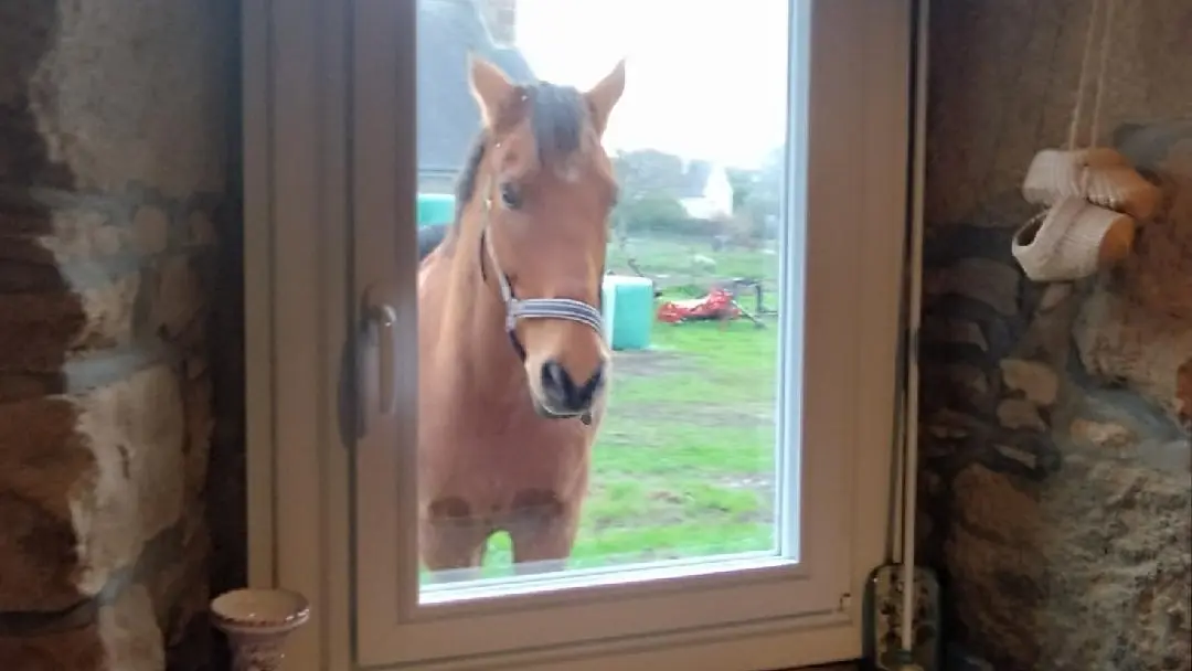 Vue sur un prés bien tranquille...