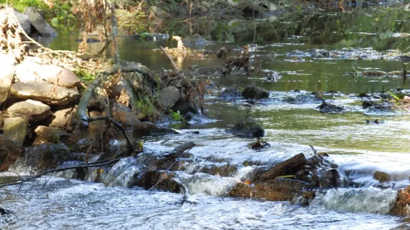 chemin_foret_montfort