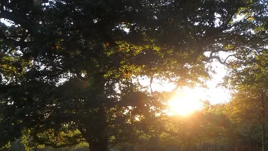 chene et soleil rect