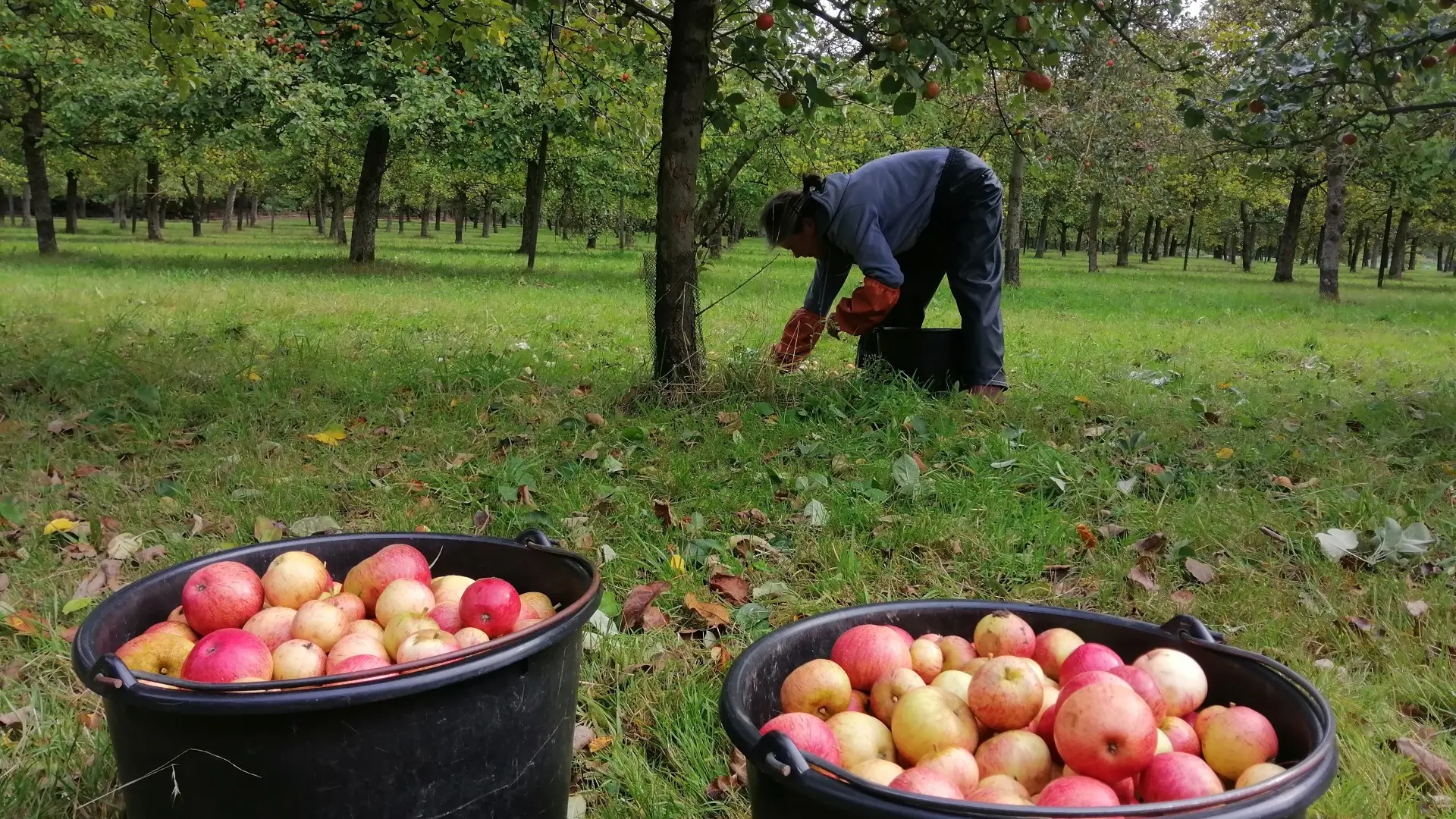 cidrerie maison de perguet 2