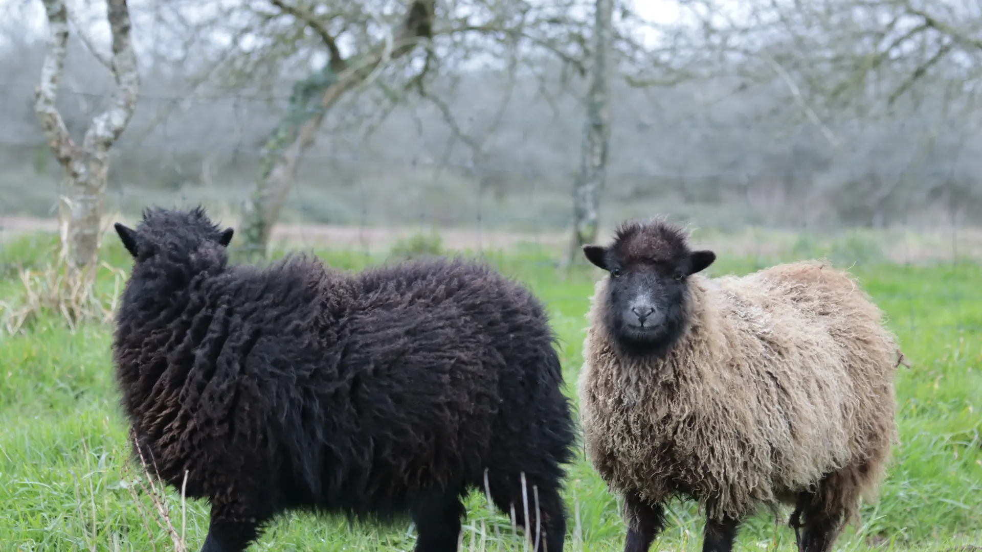 Moutons - Les Vergers de Kermao