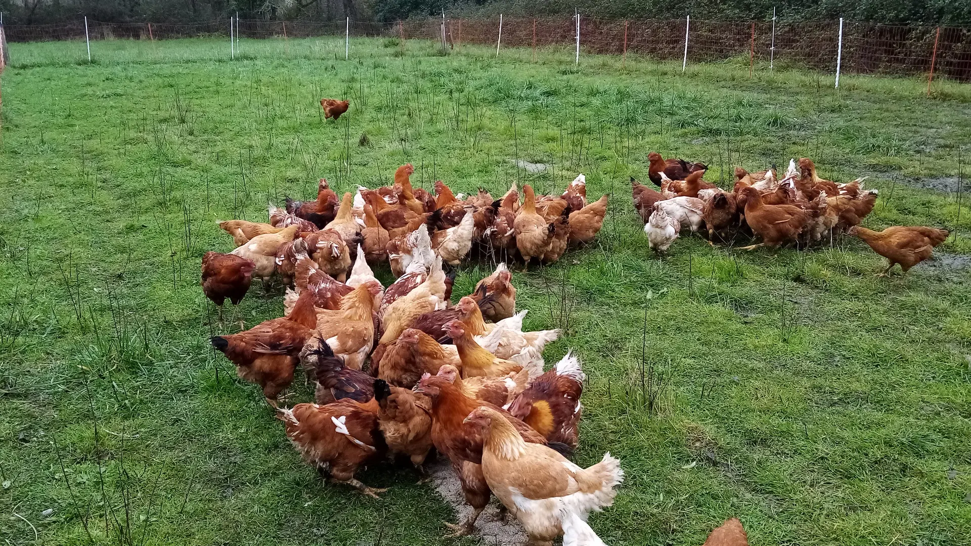 La ferme trolimonaise - Saint-Jean-Trolimon - Pays Bigouden - Bigoudenjoy