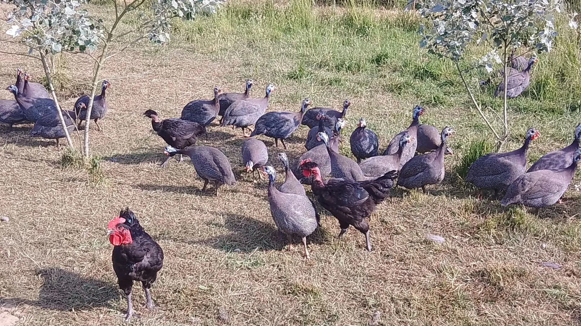 La ferme trolimonaise - Saint-Jean-Trolimon - Pays Bigouden - Bigoudenjoy