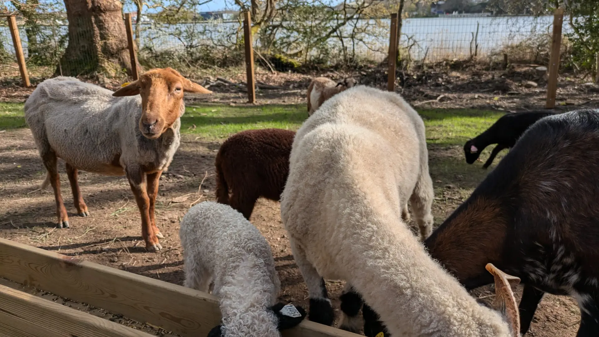 domaine-de-lanniron-quimper-mini-ferme-1