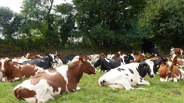Glace de Pendreo - Plogastel Saint Germain - Pays Bigouden