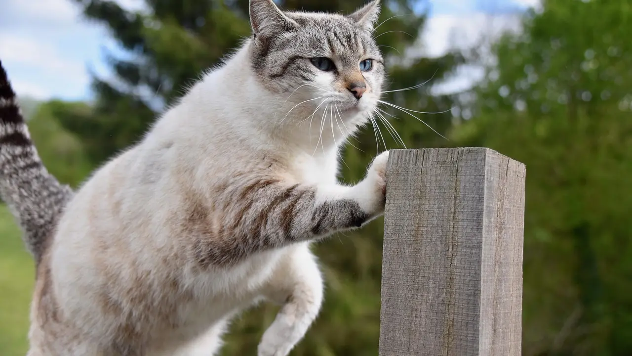Le chenil de Plozevet - Plozevet - Pays bigouden