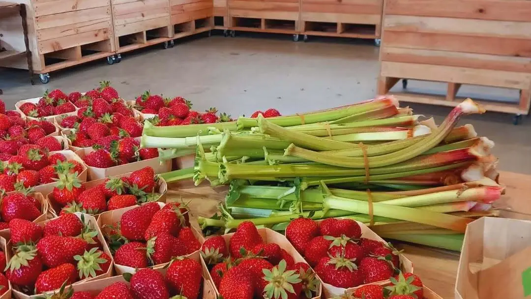 les fraises à Dolmen & Potager