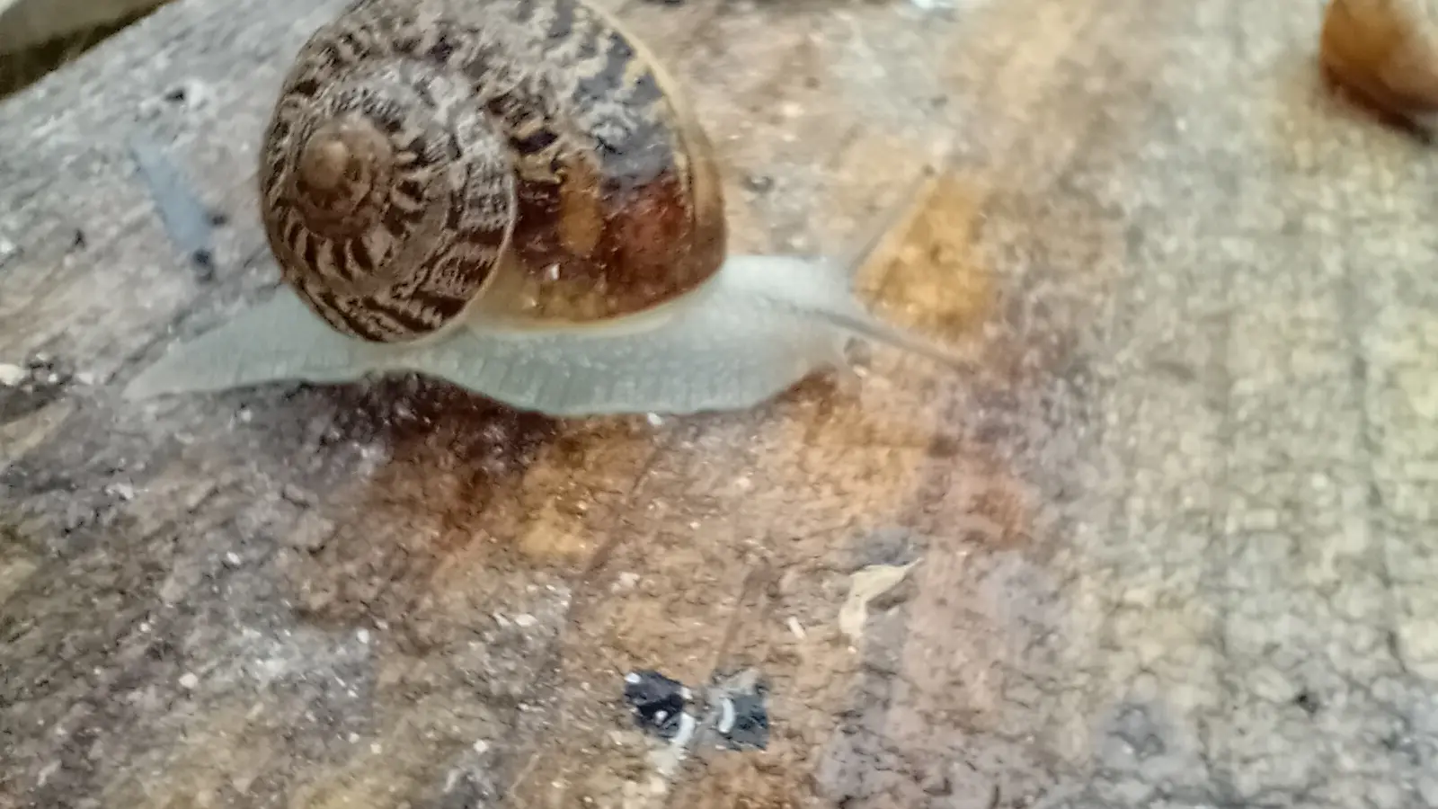 Escargot du Maligorn Gourmand