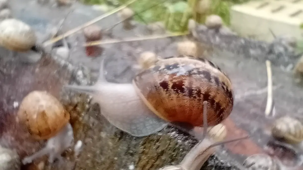 Ferme aux escargots du Maligorn Gourmand
