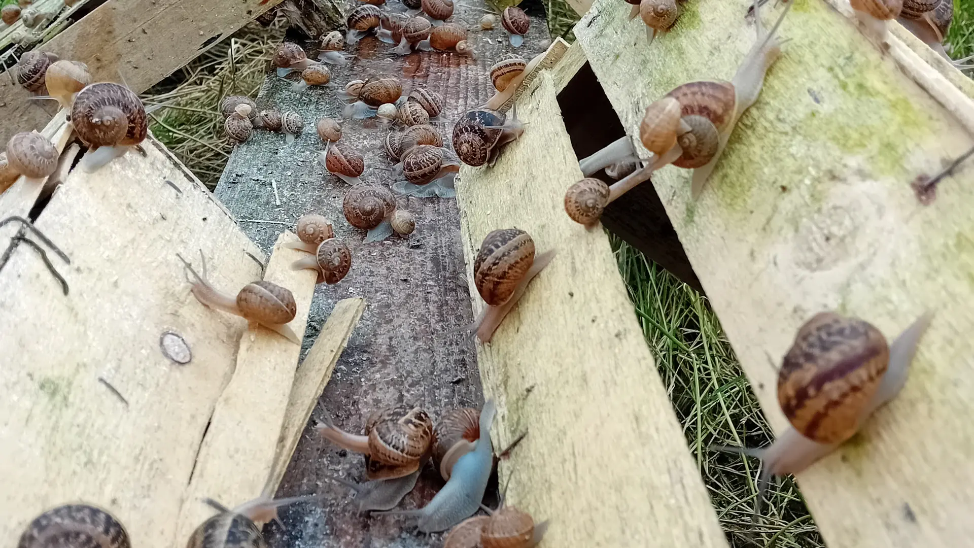 Ferme aux escargots du Maligorn Gourmand