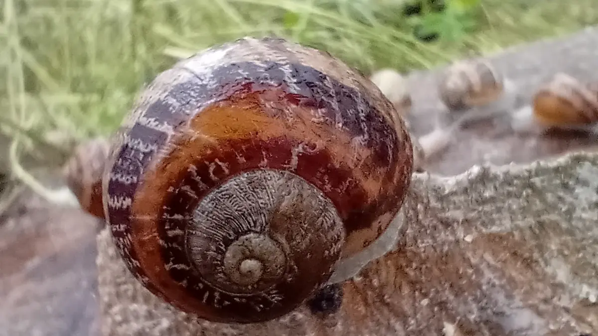Escargot du Maligorn Gourmand