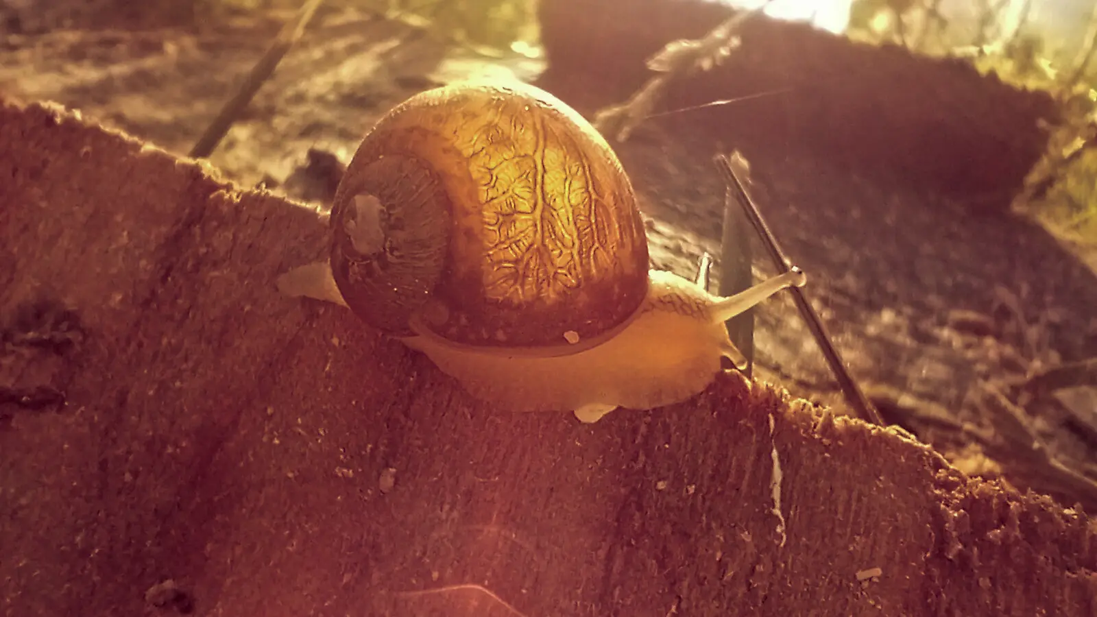 Escargot du Maligorn Gourmand