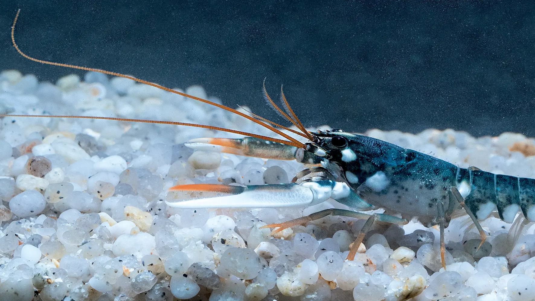 marinarium Concarneau - Aquarium de Concarneau à Pont-Aven