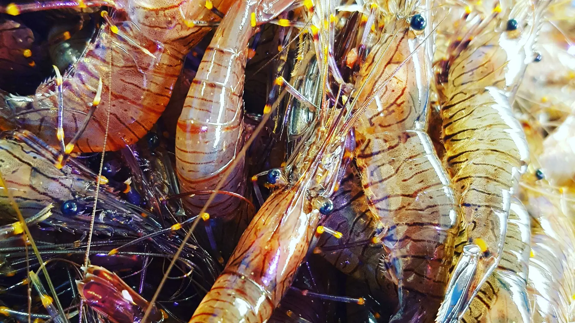 poissonnerie cabioch (12)
