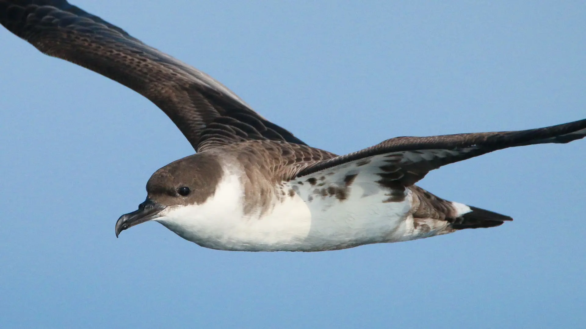 puffin-majeur---sylvain-reyt-4