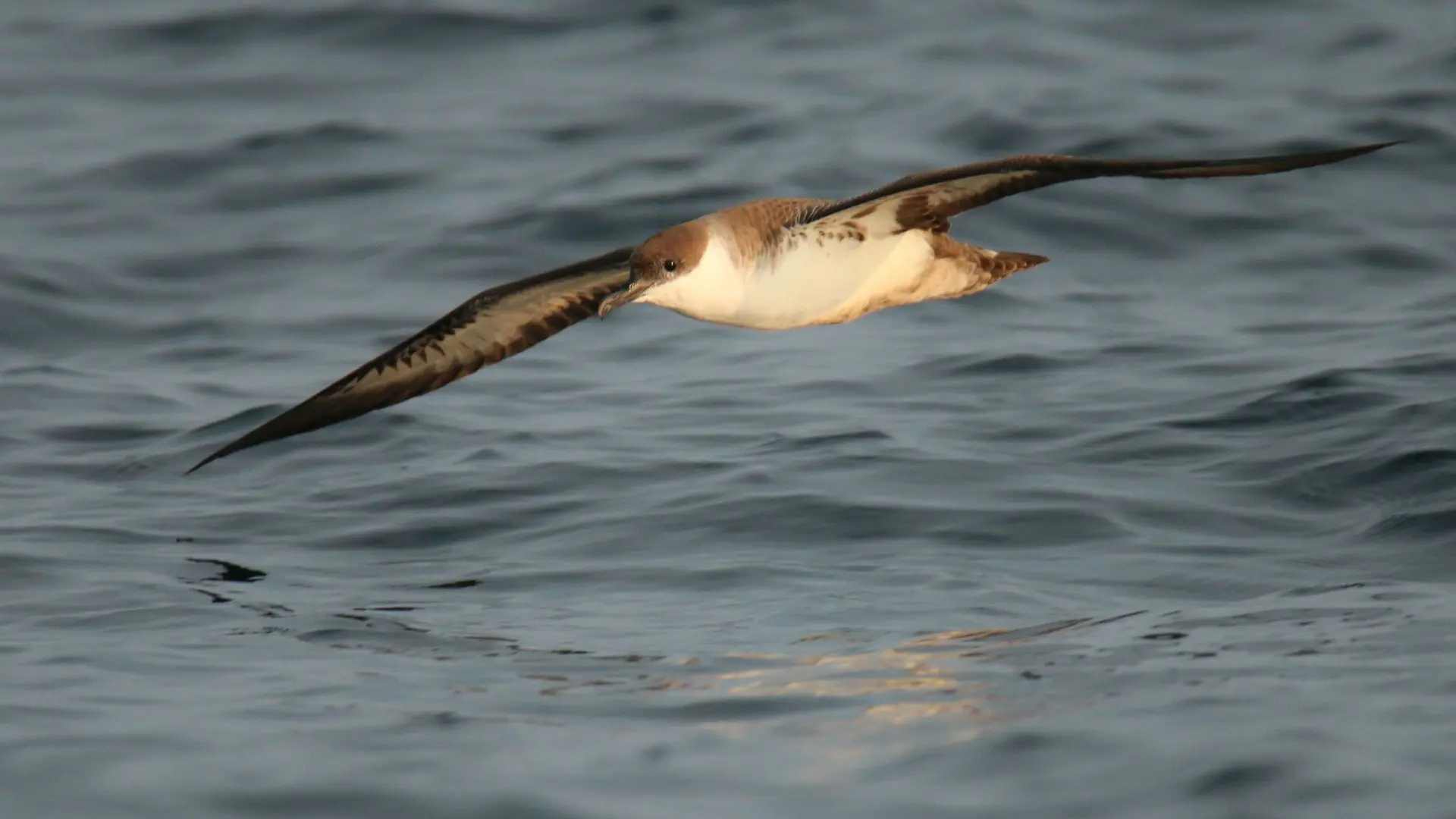puffin-majeur-2---sylvain-reyt-3