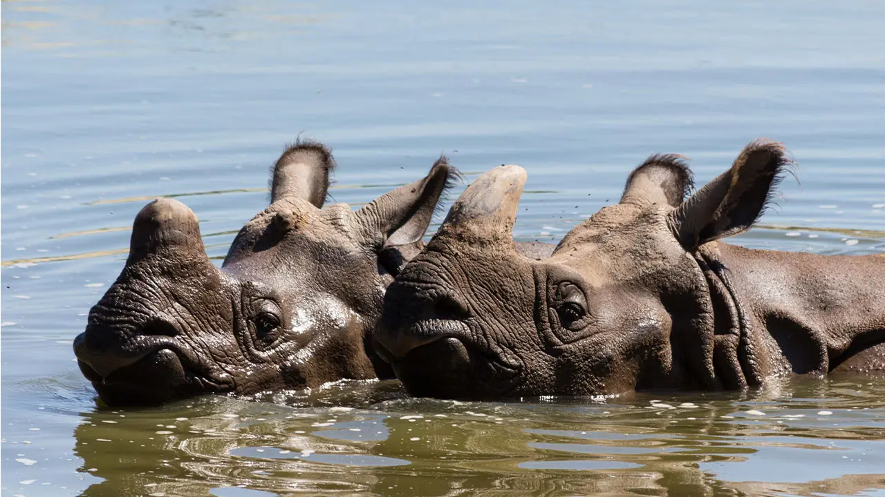 rhinos-indiens-©M.Bernard-Chabrier web
