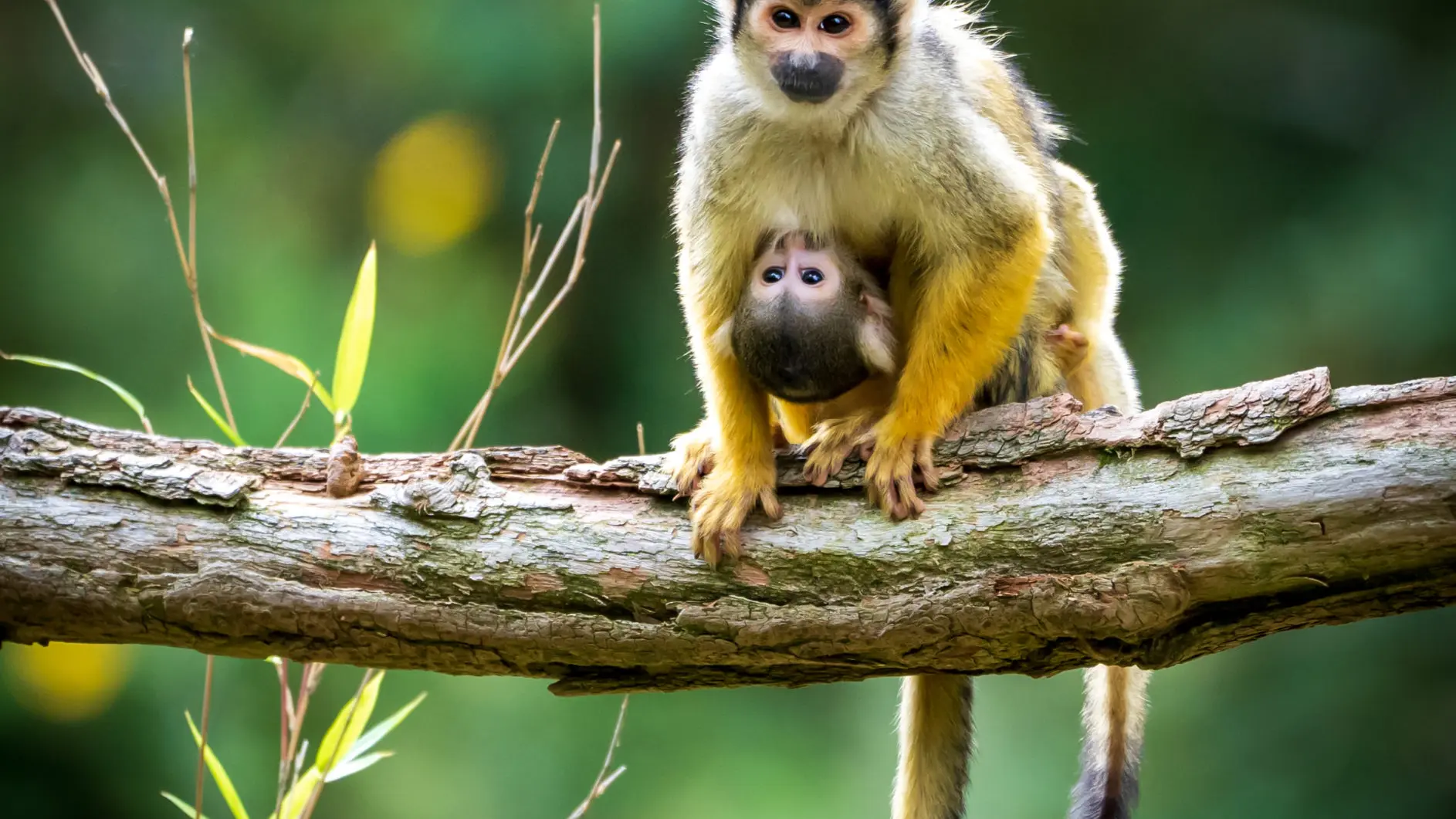 saimiri ©A.SEJOURNE