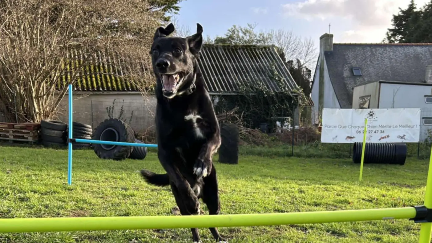 Sauts d'obstacles d'Agility