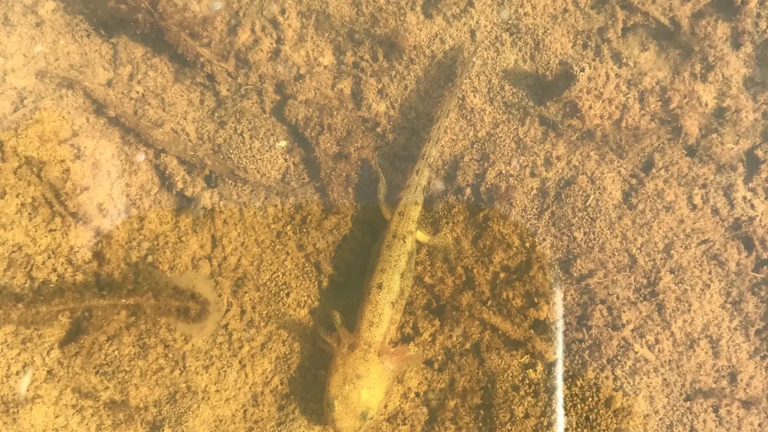 Sortie nature - Les Vergers de Kermao