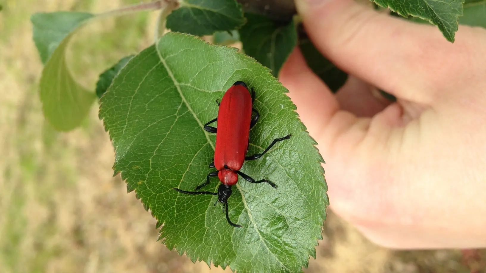 Sortie nature - Les Vergers de Kermao