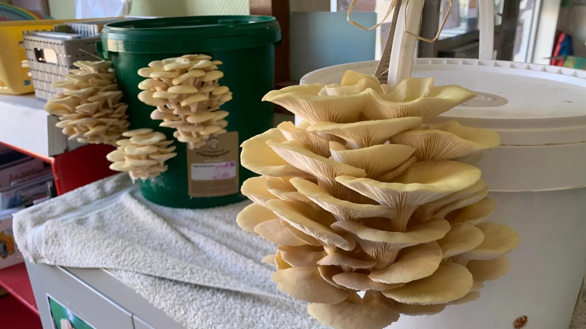 Périgord Inattendu - Accueil à la ferme, La Carrière aux Champignons