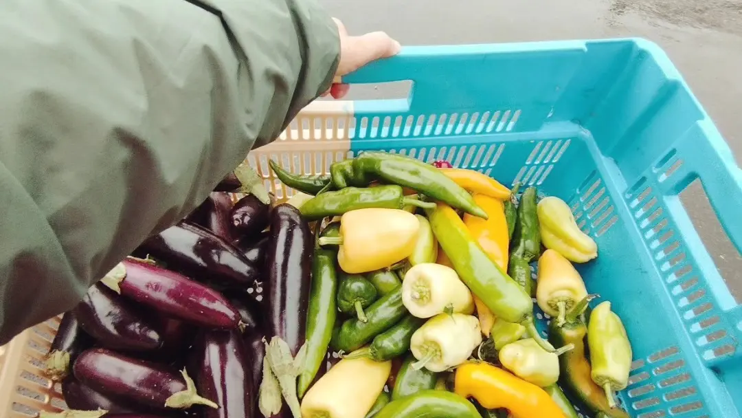 Courgette et Poulette