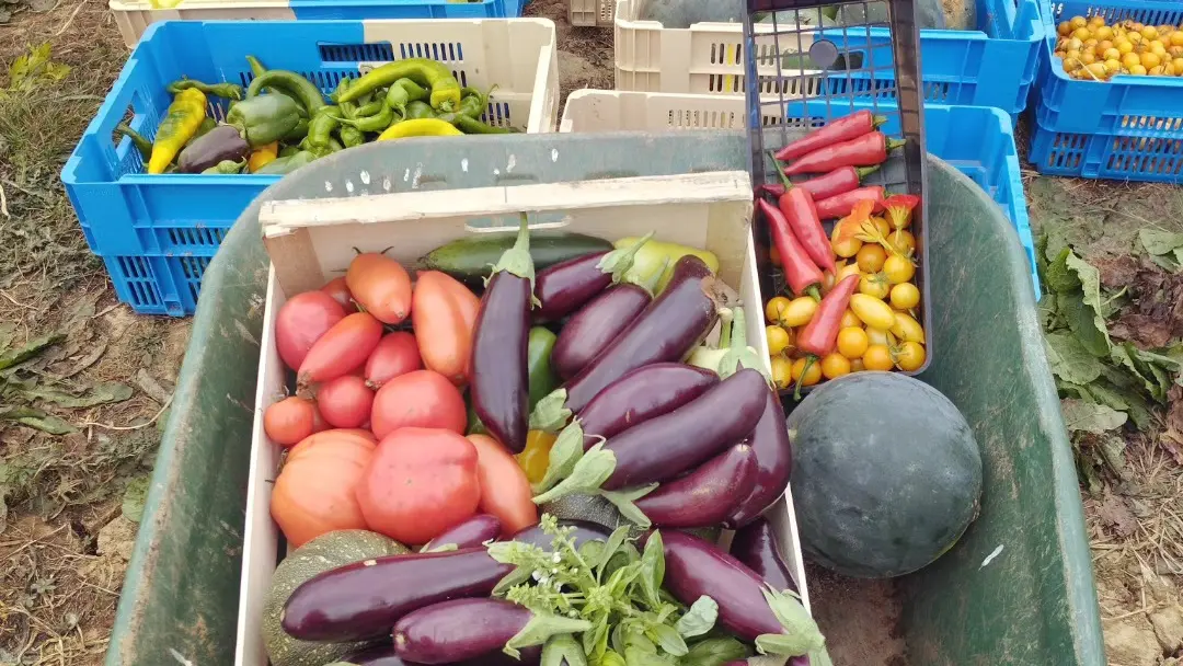 Courgette et Poulette