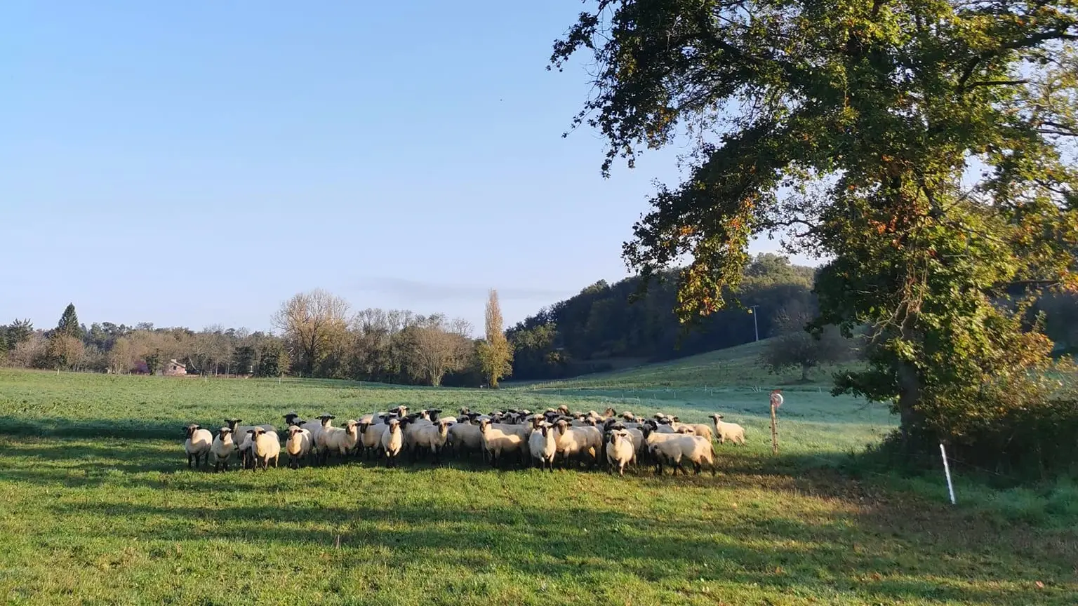 Les Moutons de Fernand