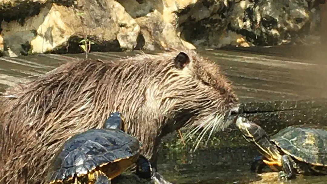 6. Myocastors et tortue BASSIN