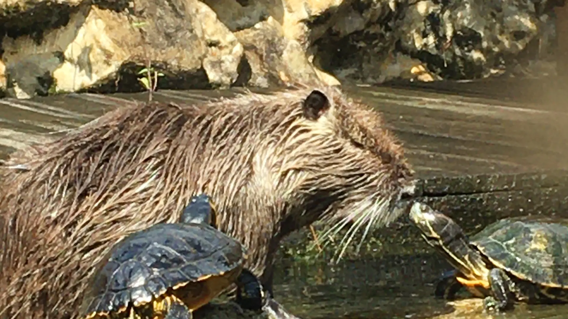 6. Myocastors et tortue BASSIN