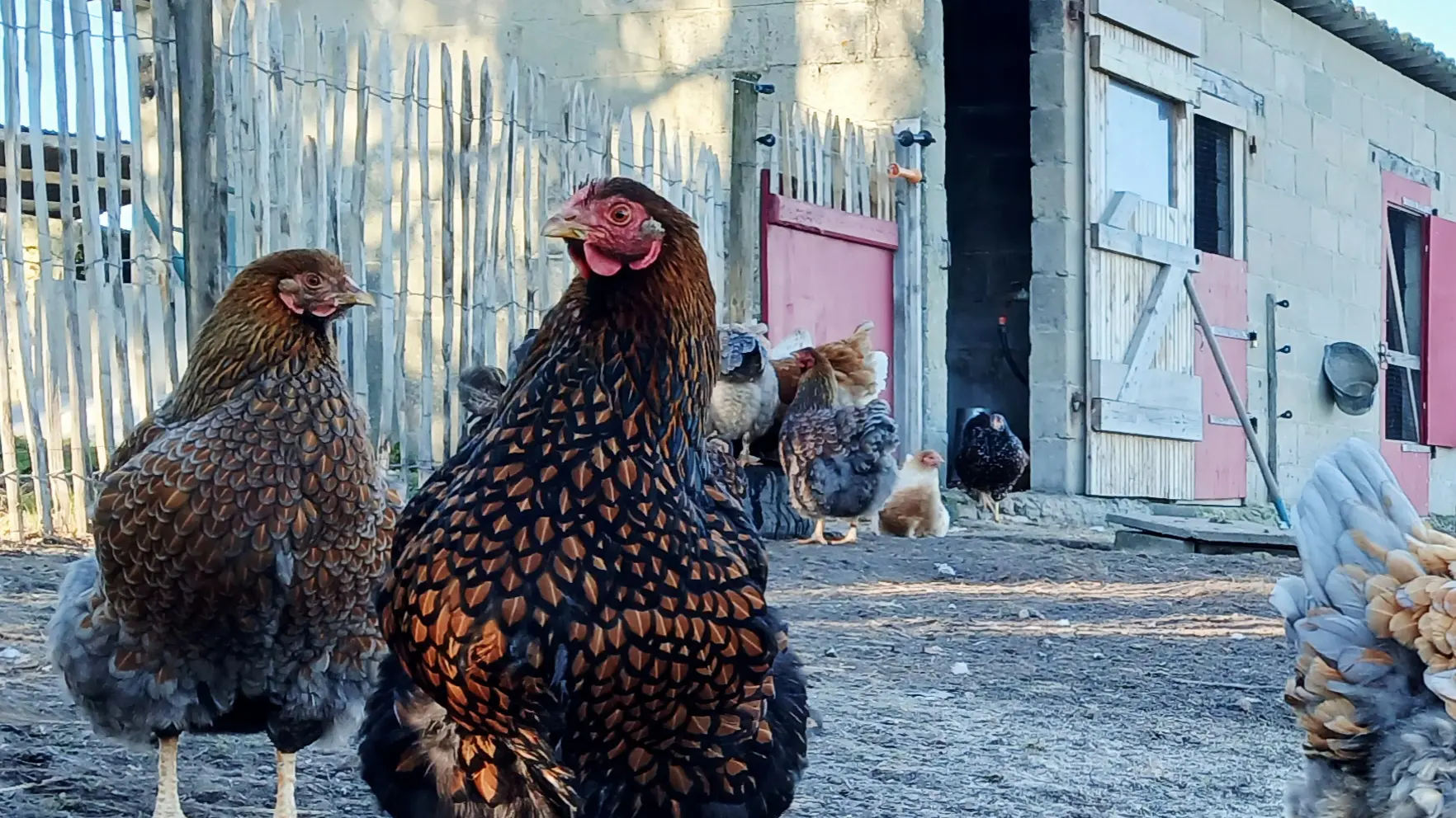Poules