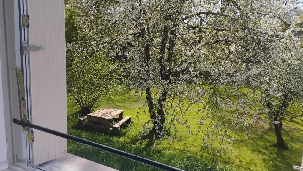 printemps  .cerisier en fleur vue d'une chambre_22