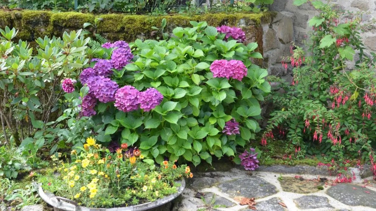 Gîte de La Faye à Compreignac en Haute-Vienne (Limousin en Nouvelle Aquitaine) - Fleurs en été_28