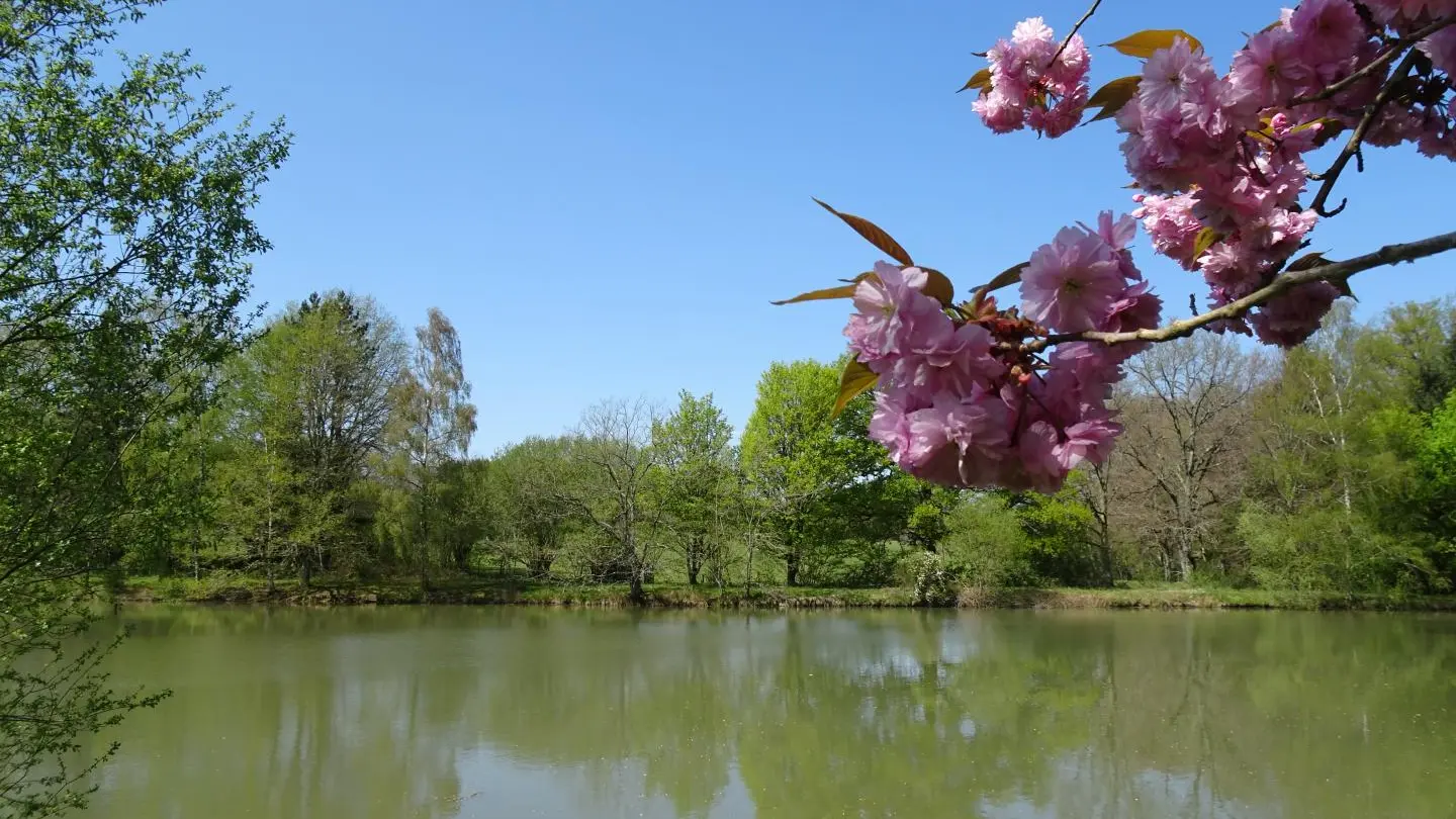 L'étang au printemps_21