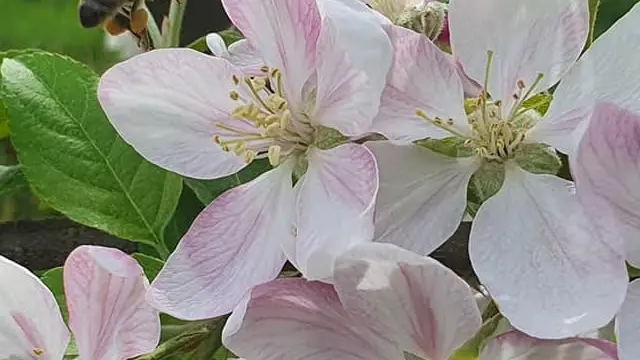 Abeille sur fleur de pommier