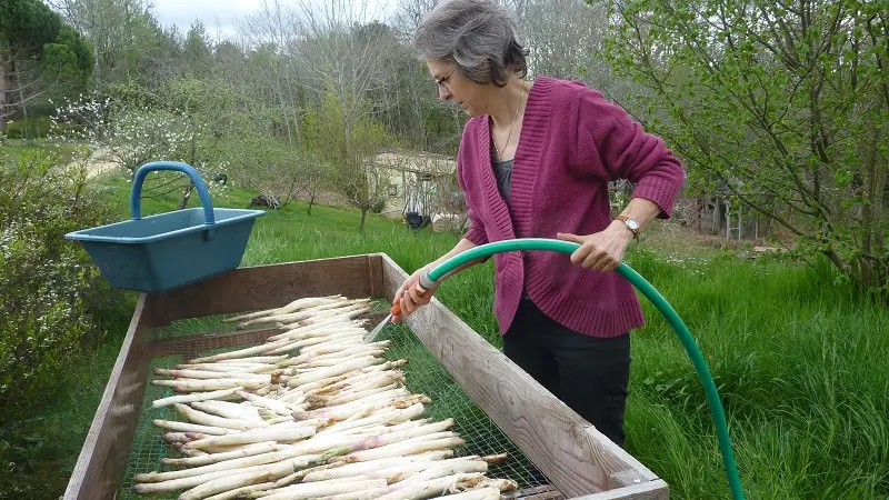 Récoltes asperges