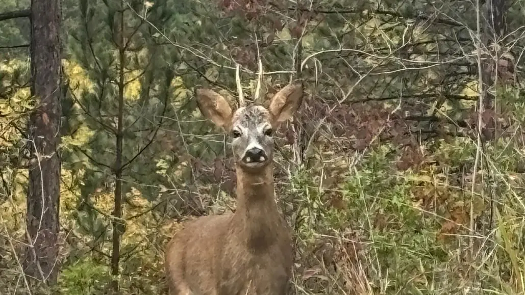 chambre-hotes-la-rustique-cerf-saint-martin-des-combes-tourisme-vallée-isle